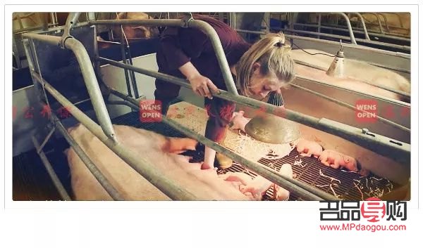 怎么给母猪护理身体(怎么给母猪护理身体呢)