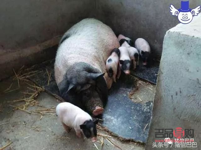 怎么给母猪护理身体(怎么给母猪护理身体呢)