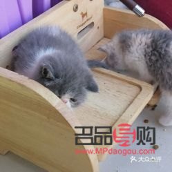 比熊做美容多少钱(比熊做美容多少钱)