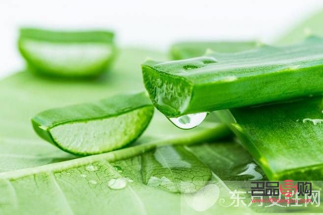 芦荟怎么吃美容(芦荟怎么吃美容效果最好呢)
