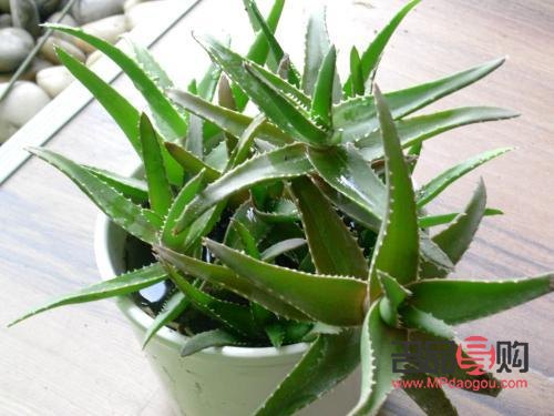 怎么用芦荟美容(怎么用芦荟美容?)