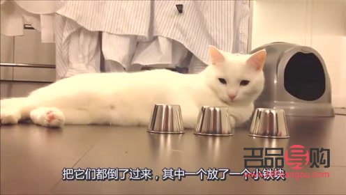 <h3>猫咪美容指南:是否需要定期美容?</h3> <h3>猫咪美容指南:是否需要定期美容?</h3>