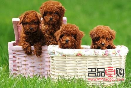 <h3>泰迪熊犬美容全攻略：打造可爱萌宠</h3>