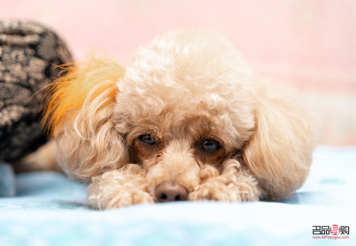 泰迪熊犬美容全攻略：打造可爱萌宠