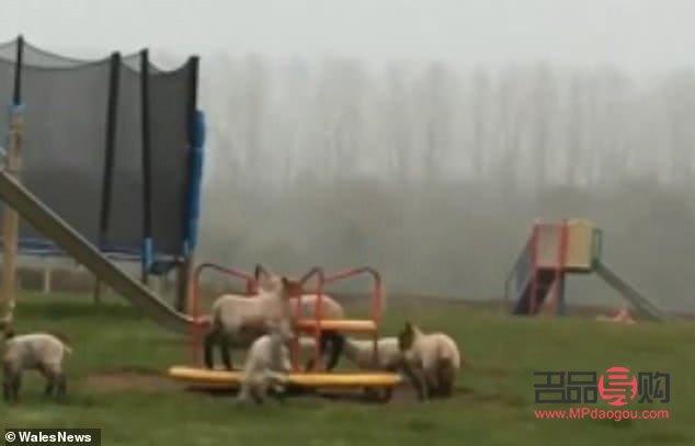 小羊出生怎样护理身体(小羊出生怎样护理身体好)