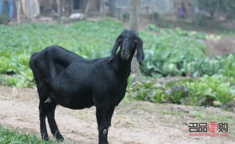 小羊出生怎样护理身体(小羊出生怎样护理身体好)