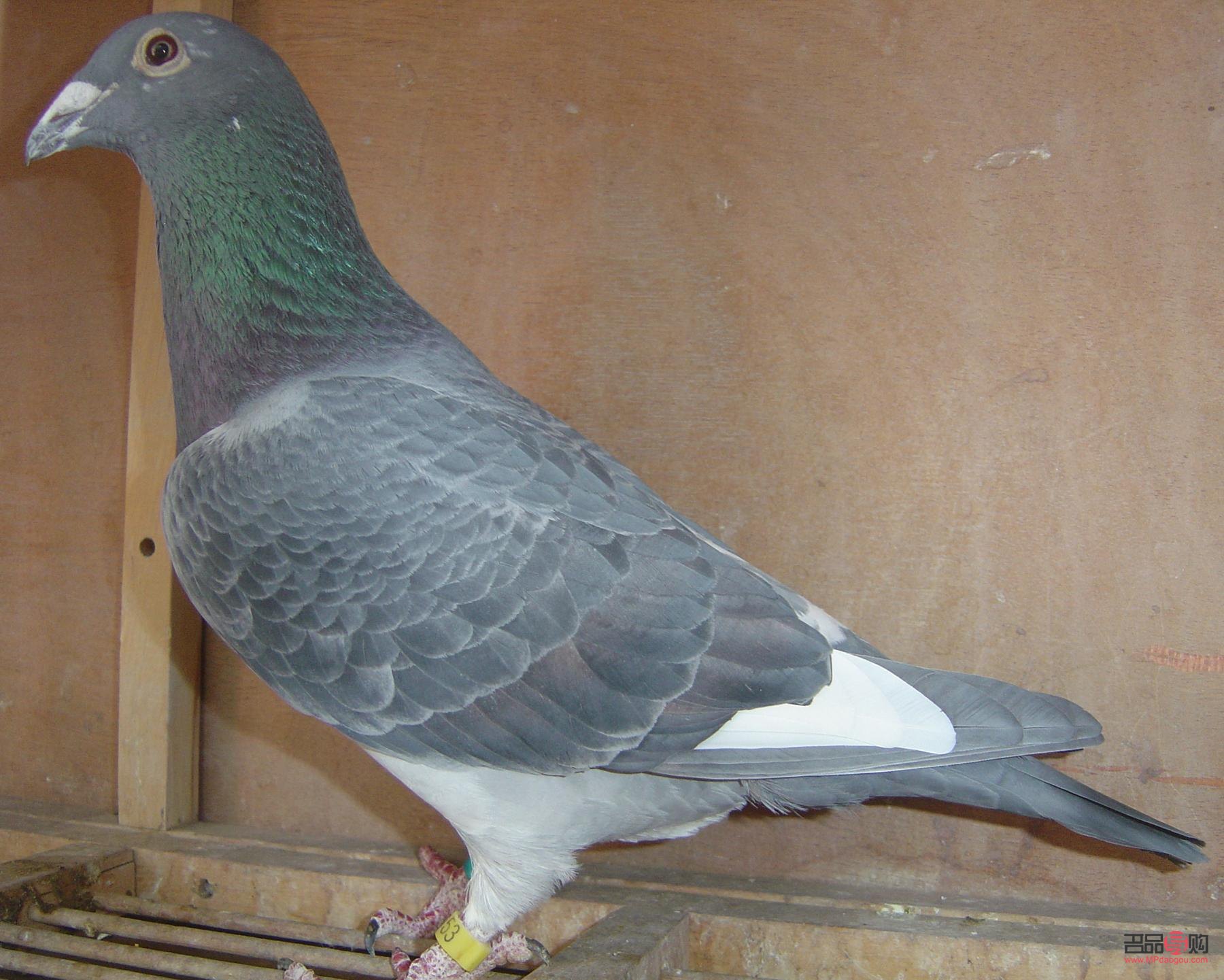 宠物眼膏的正确使用方法图(宠物眼膏的正确使用方法图片) 宠物眼膏的正确使用方法图(宠物眼膏的正确使用方法图片)