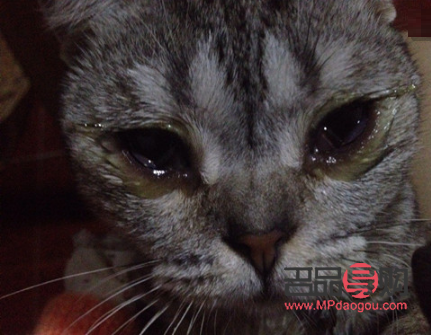 宠物眼膏的正确使用方法图(宠物眼膏的正确使用方法图片) 宠物眼膏的正确使用方法图(宠物眼膏的正确使用方法图片)