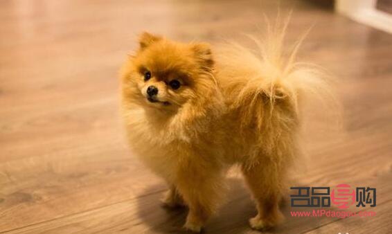 <h3>博美容易养吗?详解博美犬的饲养要点与挑战</h3> <h3>博美容易养吗?详解博美犬的饲养要点与挑战</h3>