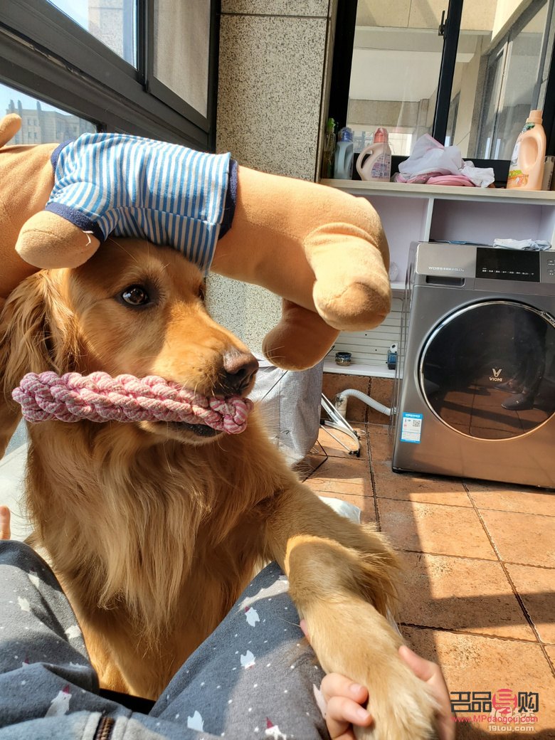 金毛送女友什么礼物(金毛送女友什么礼物好)