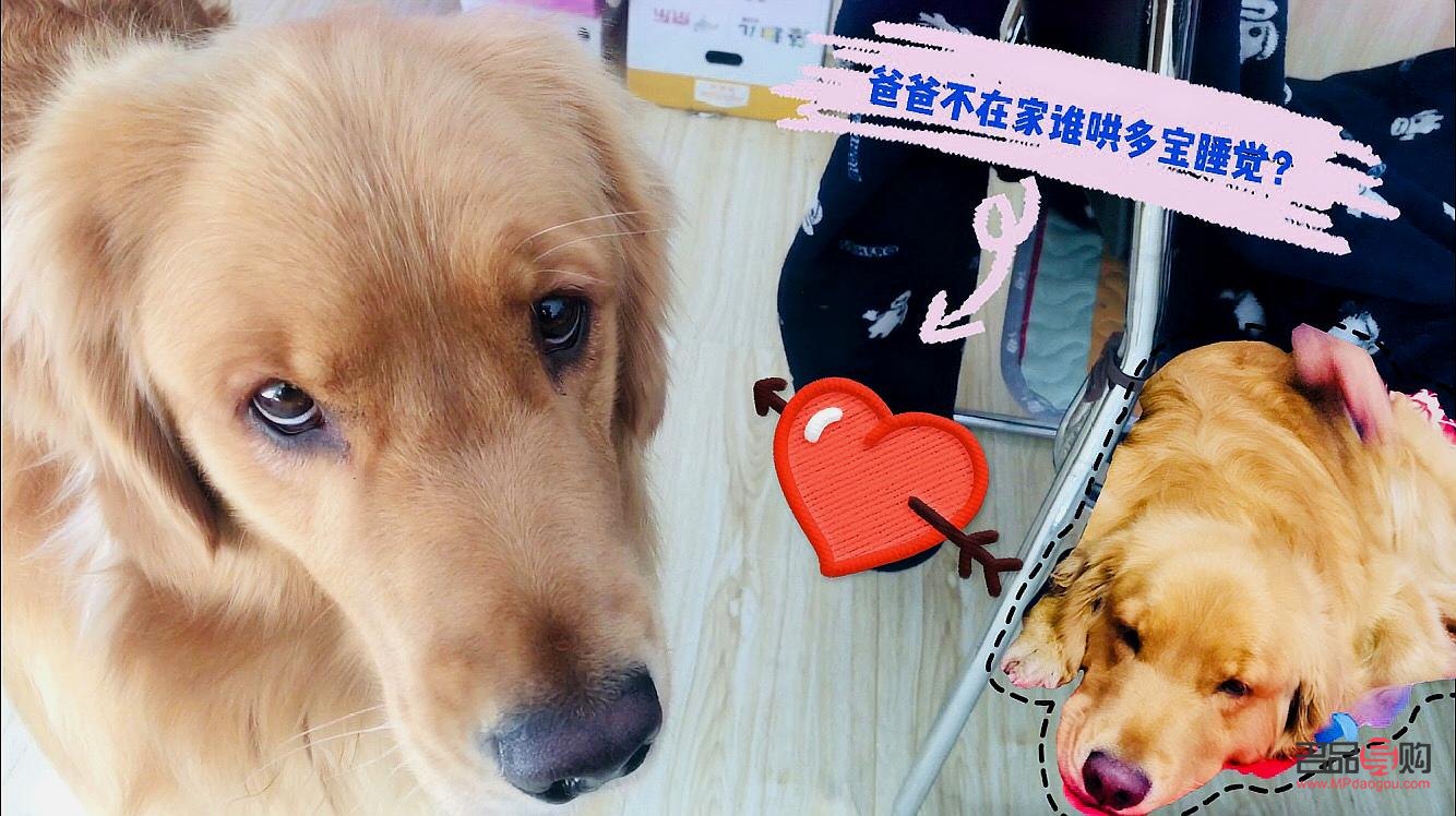 金毛送女友什么礼物(金毛送女友什么礼物好)