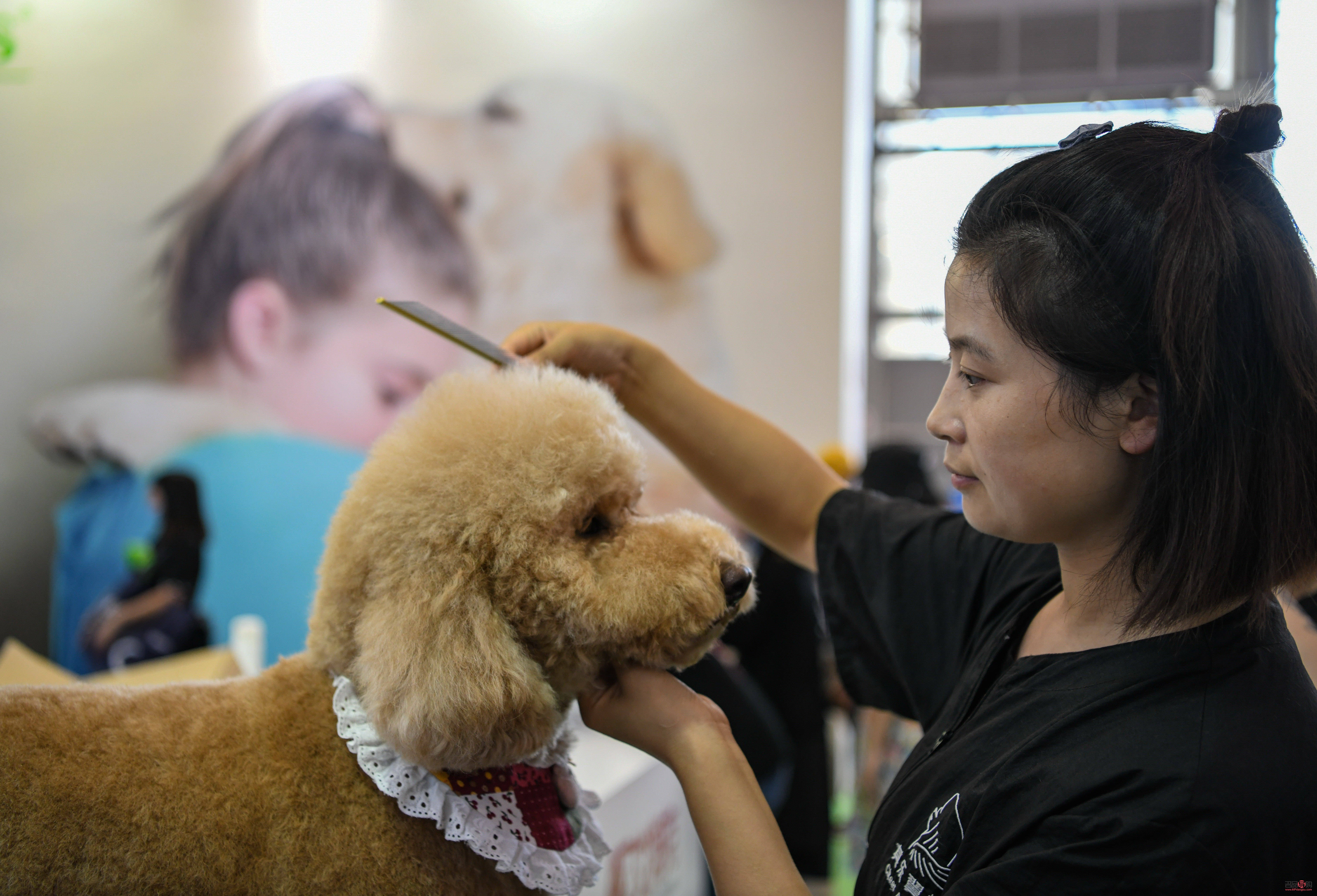 探寻宠物美容学习圣地，打造时尚萌宠新造型