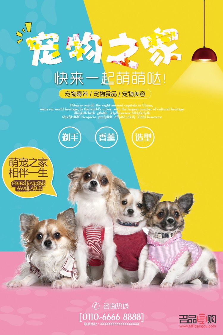 探寻宠物美容学习圣地，打造时尚萌宠新造型