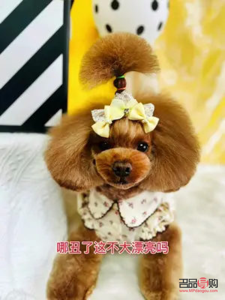 探寻宠物美容学习圣地，打造时尚萌宠新造型