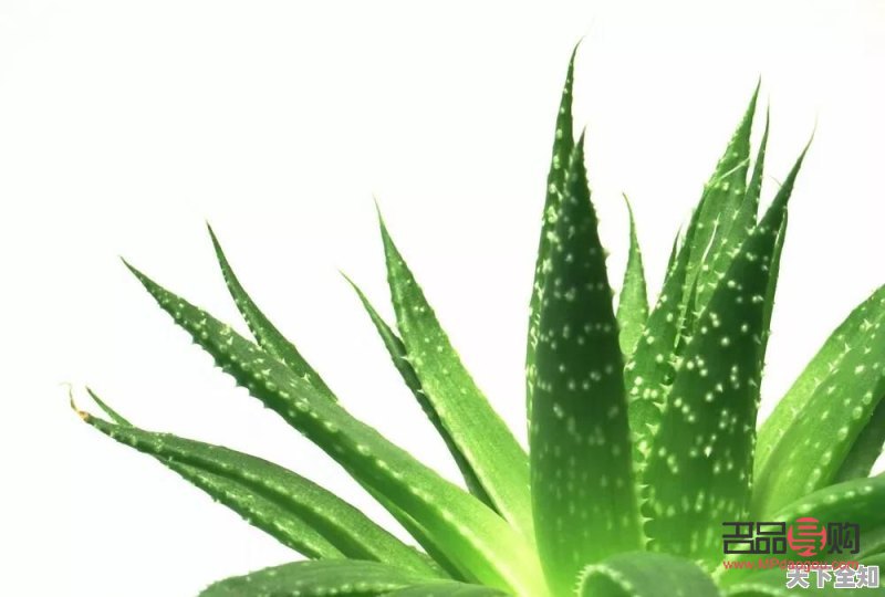 真的芦荟能美容吗(真的芦荟能美容吗有效果吗)