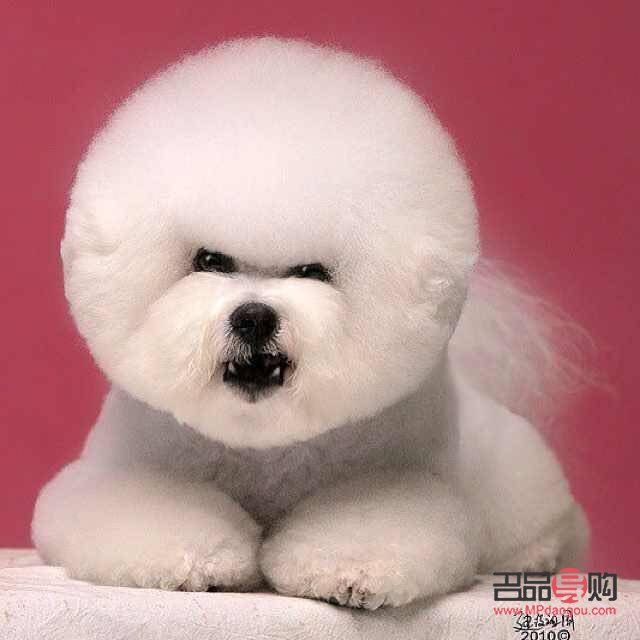 怎么学宠物美容(怎么学宠物美容然后上班)