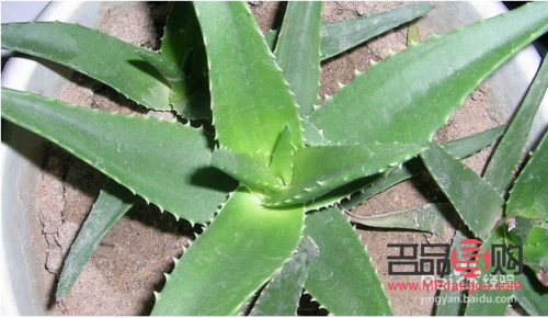 芦荟怎么美容文案(芦荟美容文案怎么写)