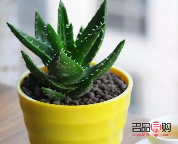 芦荟怎么美容文案(芦荟美容文案怎么写)