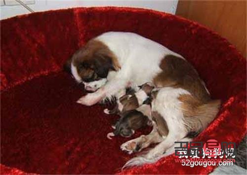 <h3>狗月子怎么护理身体</h3>