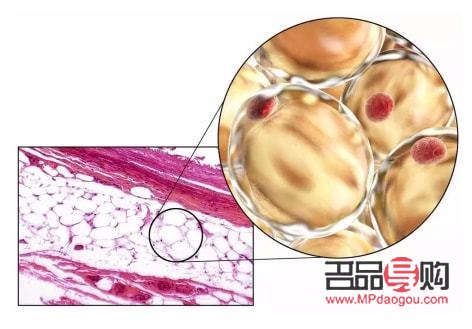 干细胞能美容吗(干细胞能美容吗有效果吗)
