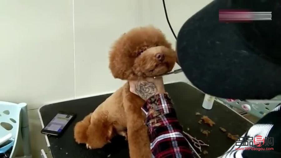 如何为太迪狗进行专业美容