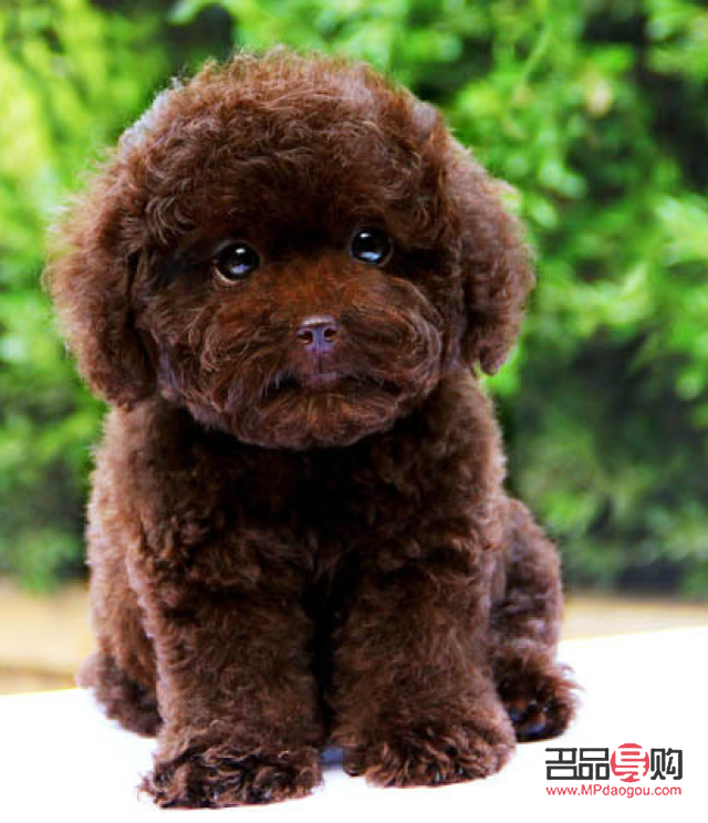 如何为太迪狗进行专业美容