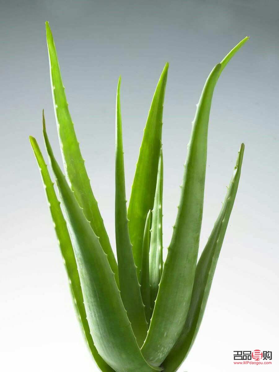 <h3>芦荟美容怎么用</h3>