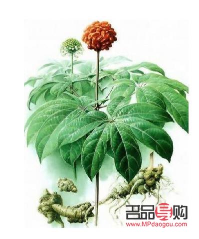 <h3>三七美容祛斑探秘:传统中药的焕颜神效</h3> <h3>三七美容祛斑探秘:传统中药的焕颜神效</h3>