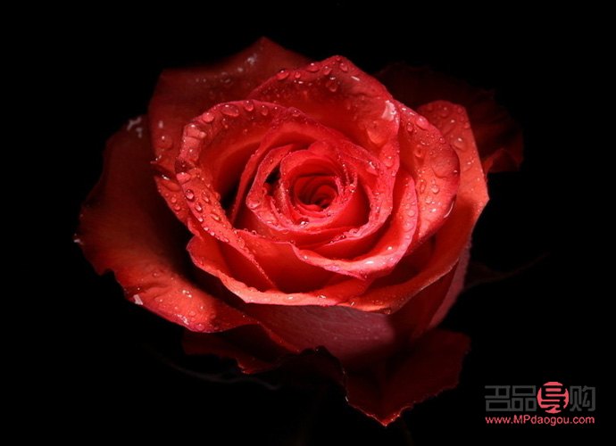 <h3>玫瑰美容：探究玫瑰在美容领域的卓越功效与应用</h3>