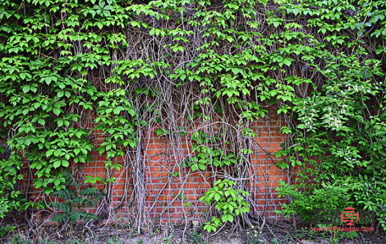 丝瓜经的汁美容吗(丝瓜汁美容功效)