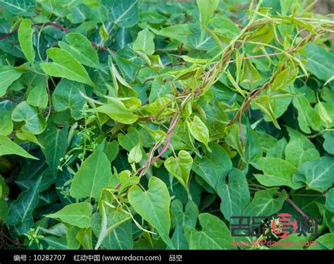 丝瓜经的汁美容吗(丝瓜汁美容功效)