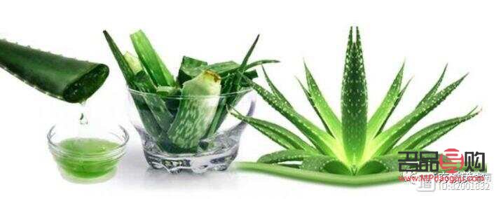 芦荟配什么美容