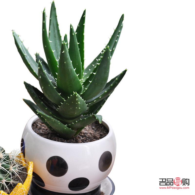 龙爪芦荟如何美容(龙爪芦荟如何美容养颜)