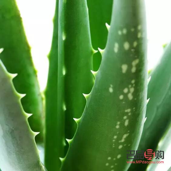 龙爪芦荟如何美容(龙爪芦荟如何美容养颜)