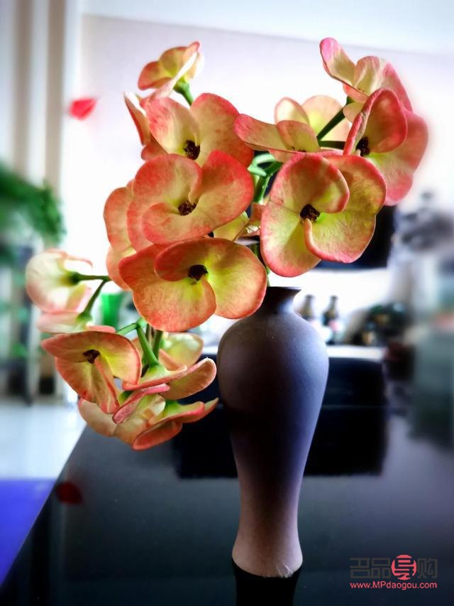 适合送上班族什么礼物(上班送什么花好)