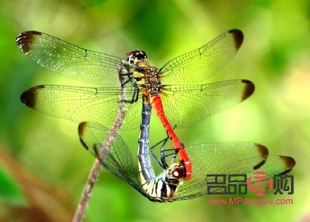 爱心之翼是什么礼物(爱心之翼是什么礼物啊)