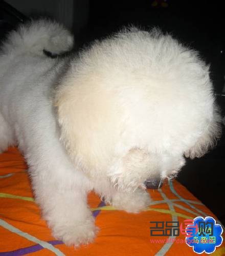 <h3>比熊多大可以美容：了解比熊的美容适宜年龄与注意事项</h3>