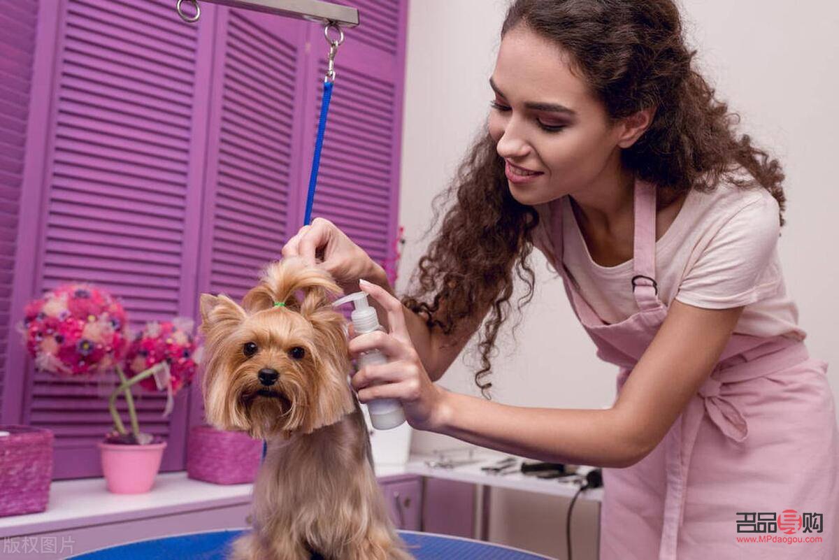 宠物美容师怎么考(宠物美容师怎么考证)