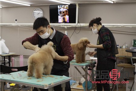 宠物美容师怎么考(宠物美容师怎么考证)