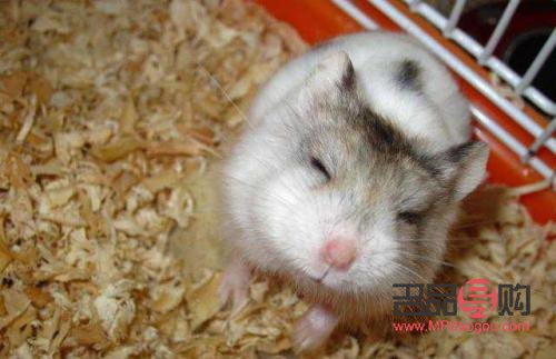 仓鼠美容怎么做