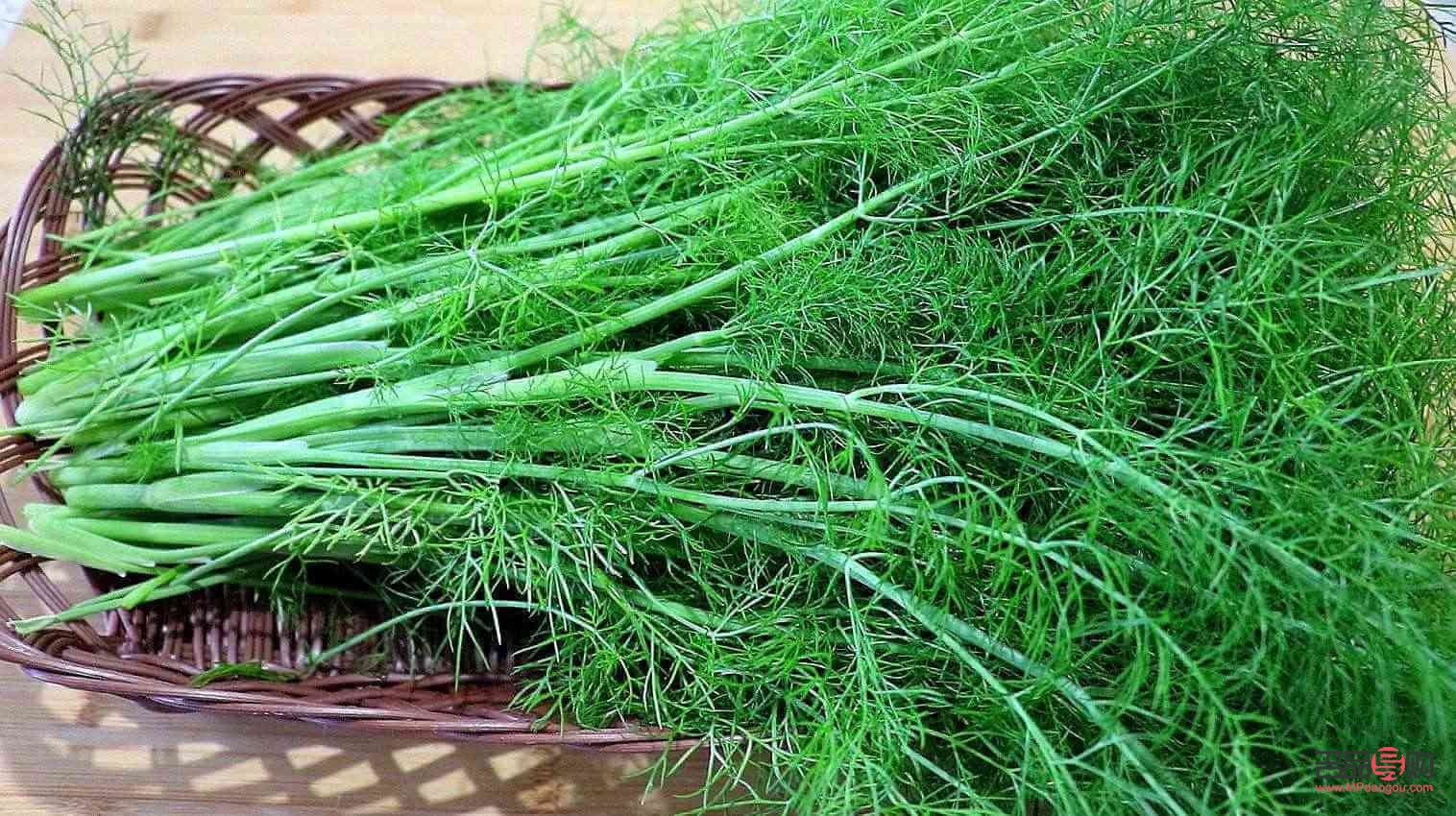 小茴香怎样来护理身体(小茴香怎样来护理身体的)