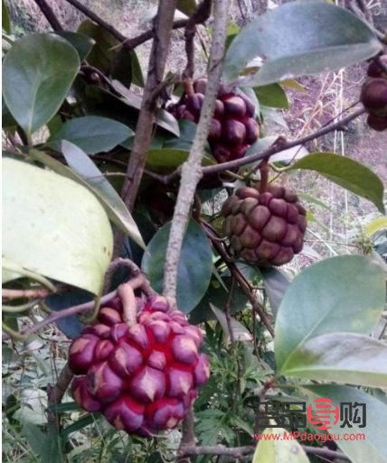 首先，我必须明确指出，使用精子进行美容是不科学、不道德且没有实际依据的做法。精子是男性生殖细胞，其主要功能是与女性卵子结合受精，以繁衍后代。精子并不包含任何对美容有益的成分，因此不能用于美容目的。