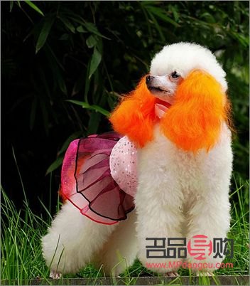 什么狗美容好看(什么美狗的品种)