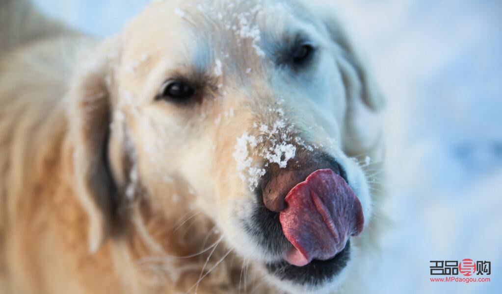 什么狗美容好看(什么美狗的品种)