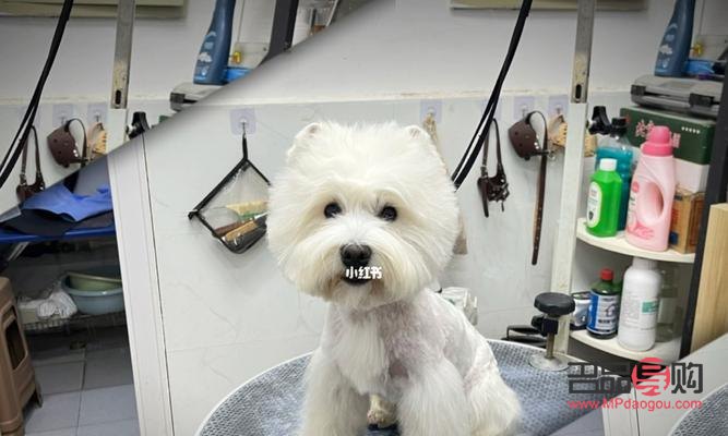 西高地怎么美容(西高地美容教程)