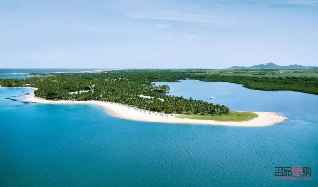 澳洲椰子身体怎么护理(澳洲椰子树)