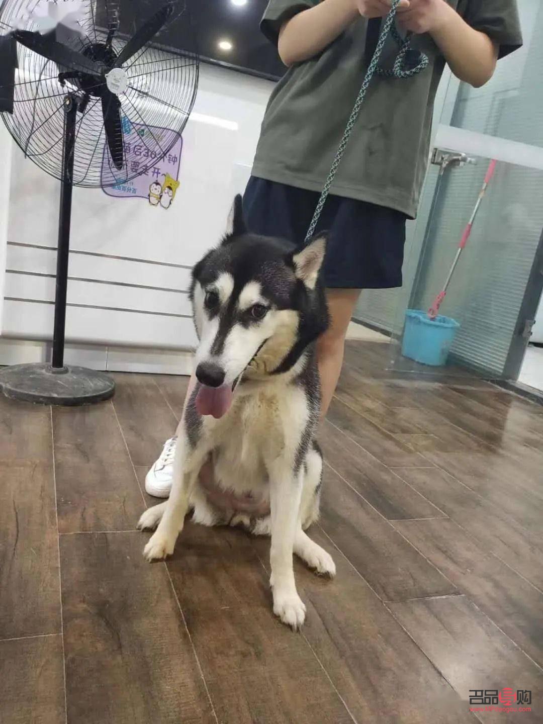 哈狗喂养怎么领取礼物(哈狗游戏喂养的礼物怎么领取)