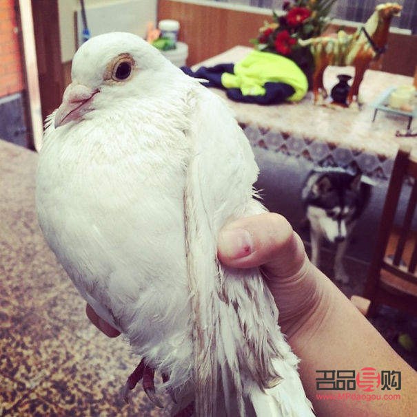 哈狗喂养怎么领取礼物(哈狗游戏喂养的礼物怎么领取)