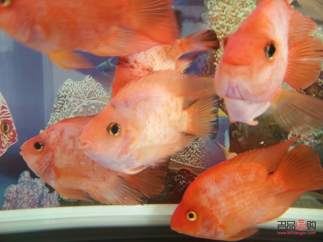<h3>鹦鹉鱼眼睛凸出原因及应对方法</h3> <h3>鹦鹉鱼眼睛凸出原因及应对方法</h3>