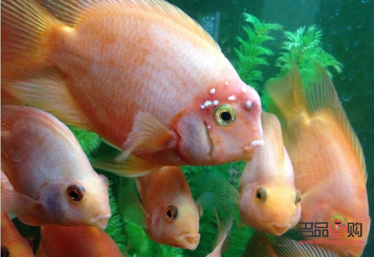 <h3>鹦鹉鱼眼睛凸出原因及应对方法</h3> <h3>鹦鹉鱼眼睛凸出原因及应对方法</h3>